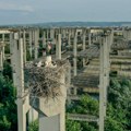 Rode zavolele Novi Sad: Ovog leta rekordan broj gnezda na Klisi