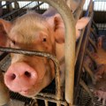 Da li smo na pragu otkrića vakcine protiv afričke kuge svinja