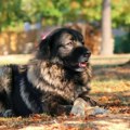 Srbi veruju da im je ovog psa podario Bog, zovu ga Zmaj i o njemu se pisalo u Dušanovom zakoniku