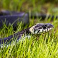 Najezda otrovnica u Kraljevu! Poskok kapitalac uhvaćen na vrhu solitera!