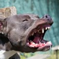 Horor u Kestenovoj ulici na ceraki! Staford napao momka i devojku i naneo im teške povrede, mladiću smrskane obe šake