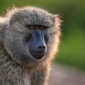 Zoološki vrt ubio 12 zdravih pavijana uprkos protestima