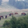Planina nadomak Kraljeva je pravi netaknuti dragulj: Divlji konji i prostrane livade ostavljaju bez daha!