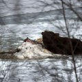 Strava i užas: Pametni sat snimio šta se desilo planinaru nakon napada medveda: Odvukao ga u šumu, a onda...