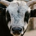 Bik nasmrt izbo farmera (76) u BiH: Meštani u strahu, ne smeju da priđu životinji