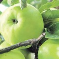 Petina naših jabuka izvozi se na Bliski istok