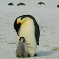 Na desetine hiljada mladunaca carskih pingvina uginulo zbog nedostatka leda