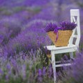 Lavanda pokreće biznise i u Srbiji - ne traži mnogo, ali mnogo daje