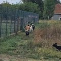 Meštani Kumalaka zabrinuti zbog pasa lutalica kraj vrtića