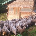 Da li biste batalili sve i otišli na selo da čuvate ovce? Srbin postavio pitanje, a odgovori šok!