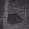 Медведи у околини Пријепоља све бројнији, камере на Кашану снимиле посету „новог госта“