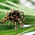 Muškarac držao 150 tarantula kao kućne ljubimce: Kad su nadležni ušli u njegov stan i videli kako ih čuva, prenerazili su se…