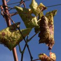 Vinograde poharala zlatna žutica: "Ko bi izmislio lek, momentalno bi bio milioner"