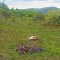 Ubijena ptica koja je trebala da nas vrati na mapu Evrope! Jedan čovek uništio godine rada i milione evra