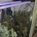 Pronađena laboratorija marihuane u Žablju: Muškarac uhapšen u akciji policije