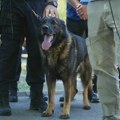 Kako psi uče, traže, spasavaju i rizikuju život za nas: Iskusni dreser o čovekovom najboljem prijatelju