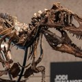 Fosil ovog dinosaurusa prodat za neverovatnu svotu novca! Nećete verovati koliko je čovek para izdvojio