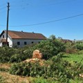 Posečen "Jasenko" - simbol mesta: Stanovnici sela Međaši kod Bijeljine pogođeni nestankom omiljenog drveta
