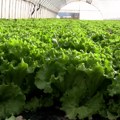 Žitorađa: Stigla zelena salata iz plastenika
