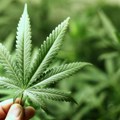 Devetnaestogodišnji Čačanin “pao“ sa 2,3 kilograma marihuane