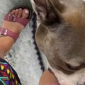 Srpkinja okačila klip sa psom Na tik tok, nakačila joj se gomila manijaka "Stavi meni povodac", "Jel' ima dobar jezik?" (foto)…