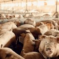 Dogovorena nova otkupna cena svinjetine: Evo koliko će koštati tovljenici
