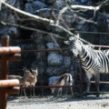 Ovo su detalji o incidentu u Zoološkom vrtu: Zebra razvalila boks i povredila troje ljudi, radnici je savladali