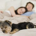 Veterinari razjašnjavaju dilemu - da li pas treba da spava u vašem krevetu ili ne