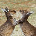 Ni zmija ni pauk, a ni kenguri: Otkriveno koja je najsmrtonosnija životinja u Australiji - svi su iznenađeni!