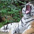 Tigar u bekstvu povredio čoveka kod Lajpciga