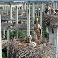 (Foto) Nesvakidašnji prizor u Novom Sadu: Na zgradi čak 75 gnezda roda, skoro 300 mladunaca se sprema za put u Afriku