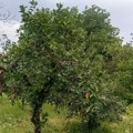 Do pondeljka se završava otkup višnje
