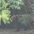 Medved povređen kod nikšića: Jedva se kreće, poslednjim atomima snage se sakrio od prolaznika