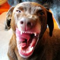 "Ne zovite Hitnu, bankrotiraćete": Amerikanku ugrizao pas, šokirala se kada su joj ispostavili račun