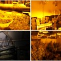 Откривена лабораторија за узгајање марихуане код Крагујевца Ево шта је полиција све затекла