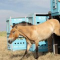 Kazahstan i priroda: Povratak divljih konja u kazahstansku ravnicu posle najmanje dva veka