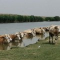 Na kanalu Tisa-Palić rashlađenje za stoku Plaža za goveda