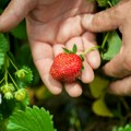 Kako pravilno oprati jagode? Stručnjak ishrane upozorava na ove greške - Zaštitite svoje zdravlje!