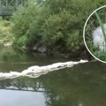 Kupalište puno dece, a niz reku plovi uginula živina: Stravičan prizor u Kruševcu