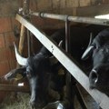 Pazarci drže životinju od čijeg mleka kilo maslaca košta 45 evra! Drevna rasa pred nestajanjem, a sve što se proizvede proda…