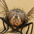 Pospite ovo po kući, rešićete se muva: Zaboravite na hemiju, dosadni insekti ne podnose ovo