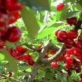 Počela berba višanja, ovogodišnji rod izuzetno dobar