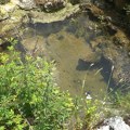 Vrelo Grabovice (ne)iskorišćeno bogatstvo Golova?(VIDEO)