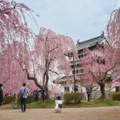 (VIDEO) Japan angažovao 1.800 ljudi da konopcima i valjcima pomere 360 tona težak zamak
