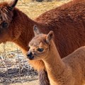 Mislili su da je obično jutro, a dočekala ih beba alpake: Pera osvojio niški Zoo kutak