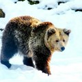 Навикли да живе у близини људи Проглашено ванредно стање због појаве медведа