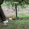 „Van kontrole su“: Jato od 100 divljih kokošaka maltretira celo selo