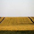 Cena pšenice u svetu raste: Hoće li biti zarade za proizvođače u Srbiji ove godine?