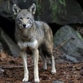 Usred dana vuk došetao među ljude: Snimljen na nekoliko metara od kuće u prijepoljskom selu