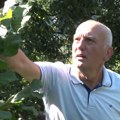 Zoran je na nagovor kuma zasadio drvo, sada je veliki izvozač: Bolje od malina jer je manje posla (video)